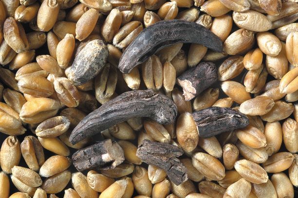Ergot sclerotia in wheat grains